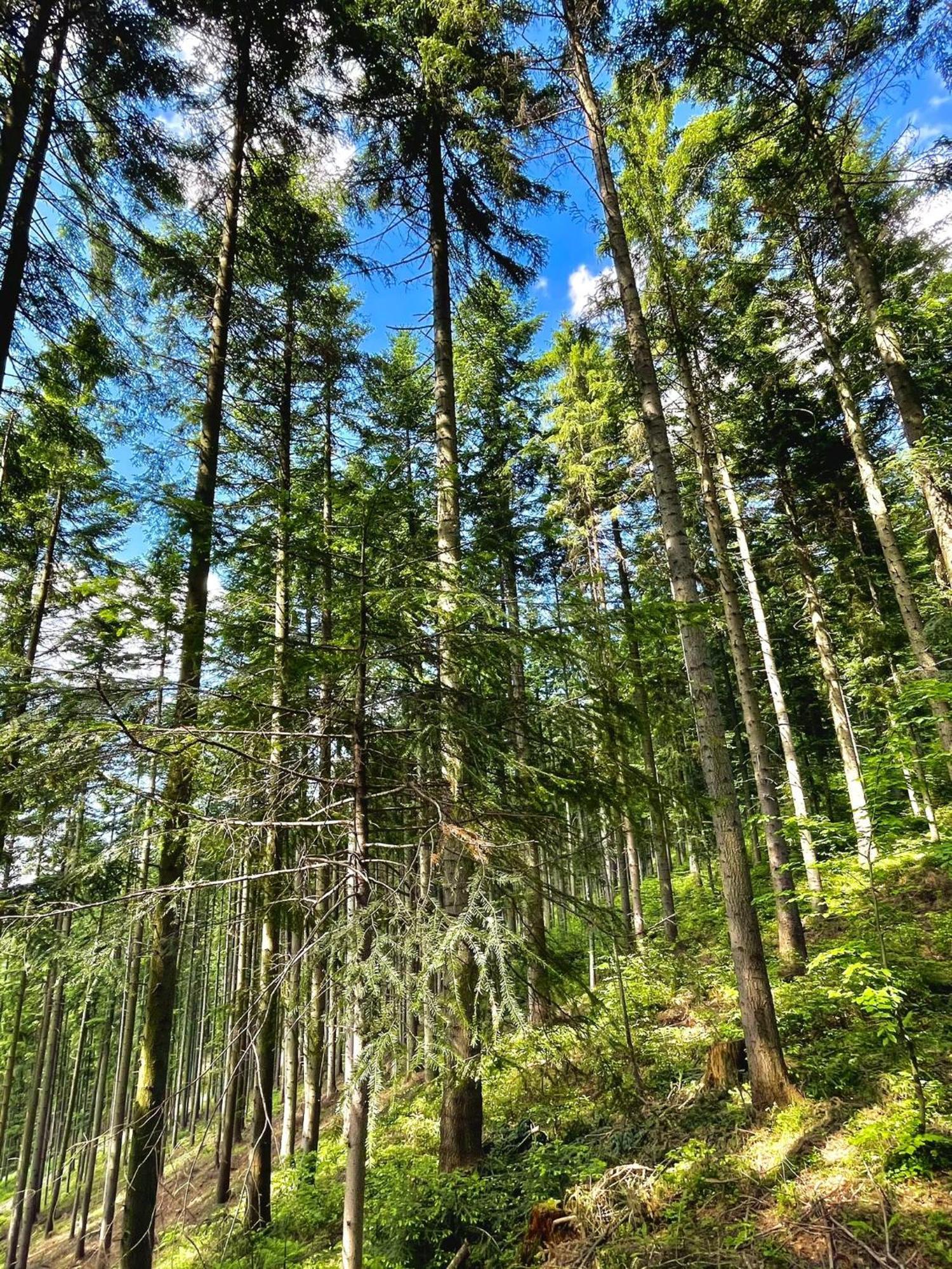 Przystanek Madejowa Jeleśnia Exterior foto
